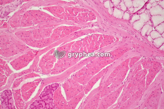 Langue muscles x40 - gryphea.org